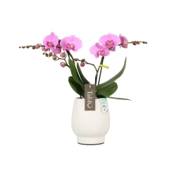 Orchidée, Phalaeonopsis 'Tablo' 2 tiges : pot blanc D.12cm
