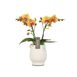 Orchidée, Phalaeonopsis 'Tablo' 2 tiges : pot blanc D.12cm