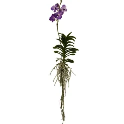 Orchidée Vanda 1 tige - vase D.14 cm