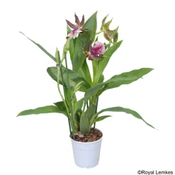 Orchidée Zygopetalum 1 tige - pot D.12 cm