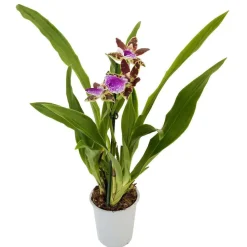 Orchidée Zygopetalum 1 tige - pot D.12 cm