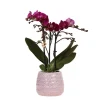 Orchidées colibri | orchidée phalaenopsis violette - pot décoratif morelia + dots rose - taille du pot 9cm - 45cm de haut