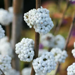 ORLÉANS (45) - Callicarpa, arbuste aux bonbons magical® snowstar 'kolmsnostar'/[-]pot de 1,5l - 10/20 cm