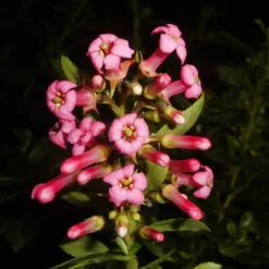 ORLÉANS (45) - Escallonia macrantha rubra/[-]pot de 1,5l - 10/20 cm