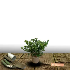ORLÉANS (45) - Gardenia sweet heart® 'ps-2013-3'/[-]pot de 1,5l - 20/50 cm