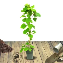 ORLÉANS (45) - Kiwi chinensis solo (autofertile)/[-]godet - 5/10 cm