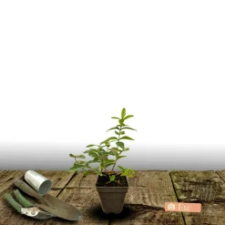 ORLÉANS (45) - Millepertuis magical® pumpkin 'kolmapuki'/[-]pot de 1,5l - 10/20 cm