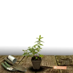 ORLÉANS (45) - Millepertuis magical® pumpkin 'kolmapuki'/[-]pot de 1,5l - 10/20 cm