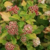 ORLÉANS (45) - Physocarpe à feuilles d'obier raspberry lemonade® 'zleyel2'/[-]pot de 1,5l - 20/40 cm