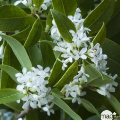 Osmanthus x burkwoodi : ctr 7 litres H 60/80 cm