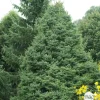 Épicéa de Serbie (Picea omorika) 'Nana' 20/25 : pot 3L
