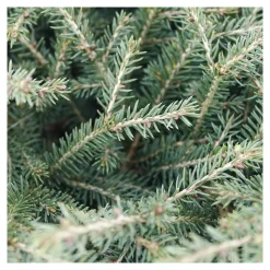 Picea abies Nidiformis, H : 30/40 cm ctr 4L