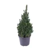 Picea glauca Conica H : 40/50 cm ctr 4L