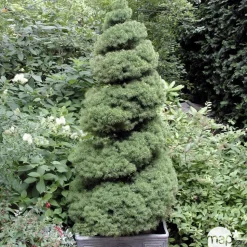 Picea glauca Conica H : 40/50 cm ctr 4L