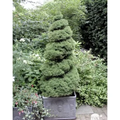 Picea glauca Conica H : 40/50 cm ctr 4L