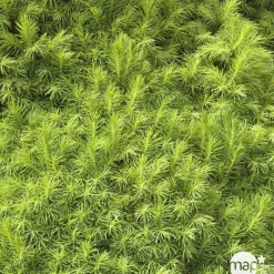 Picea glauca Conica H : 40/50 cm ctr 4L