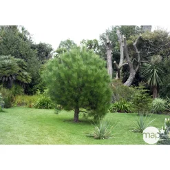 Pinus pinea , demi-tige, H :175/200 cm, 14/16