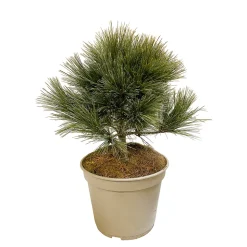 Pinus strobus Nana H : 30/40 cm, ctr 4L