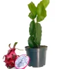 Pitaya hylocereus undatus (ou fruit du dragon) - 45/65 cm