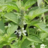 Plant de basilic citron : pot de 1 litre