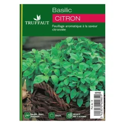 Plant de basilic citron : pot de 1 litre