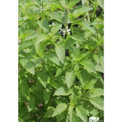 Plant de basilic citron : pot de 1 litre