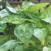Plant de basilic 'Marseillais' : pot de 1 litre