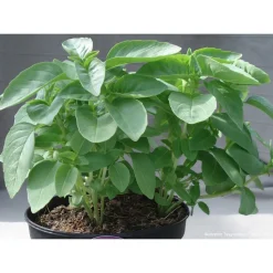 Plant de basilic 'Marseillais' : pot de 1 litre