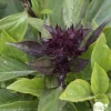 Plant de basilic 'Thaï Siam Queen' : pot de 1 litre