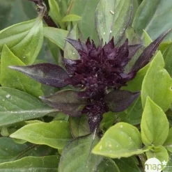 Plant de basilic 'Thaï Siam Queen' : pot de 1 litre