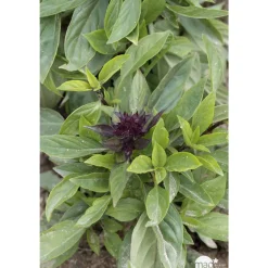 Plant de basilic 'Thaï Siam Queen' : pot de 1 litre
