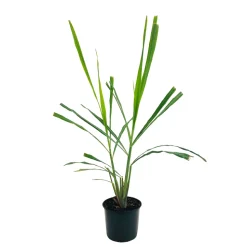 Plant de citronnelle de Madagascar : pot de 1 litre