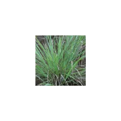 Plant de citronnelle de Madagascar : pot de 1 litre