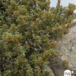 Plant de fraisier 'Charlotte' : pot de 4 litres