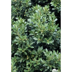 Plant de laurier sauce : pot de 1 litre
