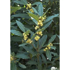 Plant de laurier sauce : pot de 1 litre