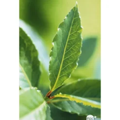 Plant de laurier sauce : pot de 1 litre