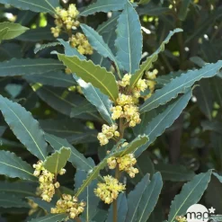 Plant de laurier sauce : pot de 1 litre