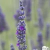 Plant de lavande : pot de 3 litres