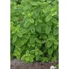 Plant de menthe citron : pot de 1 litre