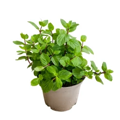 Plant de menthe citron : pot de 1 litre