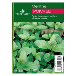 Plant de menthe poivrée : pot de 1 litre