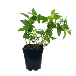 Plant de menthe poivrée : pot de 1 litre