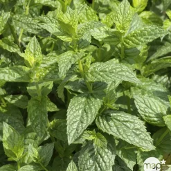 Plant de menthe poivrée : pot de 1 litre