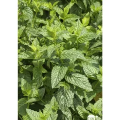 Plant de menthe poivrée : pot de 1 litre