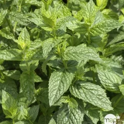Plant de menthe poivrée : pot de 1 litre
