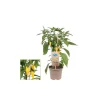Plant de piment - piquant - pepperoni - poivrier pour balcon et jardin - pot 14cm - légumes à emporter