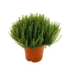Plant de thym commun : pot de 3 litres