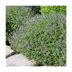 Plant de thym commun : pot de 3 litres