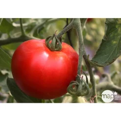 Plant de tomate 'Cobra' F1 : pot de 0,5 litre